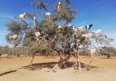 Marrakech to Essaouira: Day Trip or Overnight? (Complete Guide)