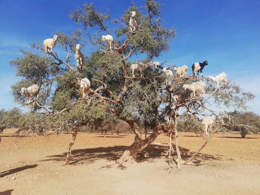 Marrakech to Essaouira — Marrakech to Essaouira: Day Trip or Overnight
